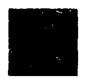 Preparation process for oxidized cationic sizing starch