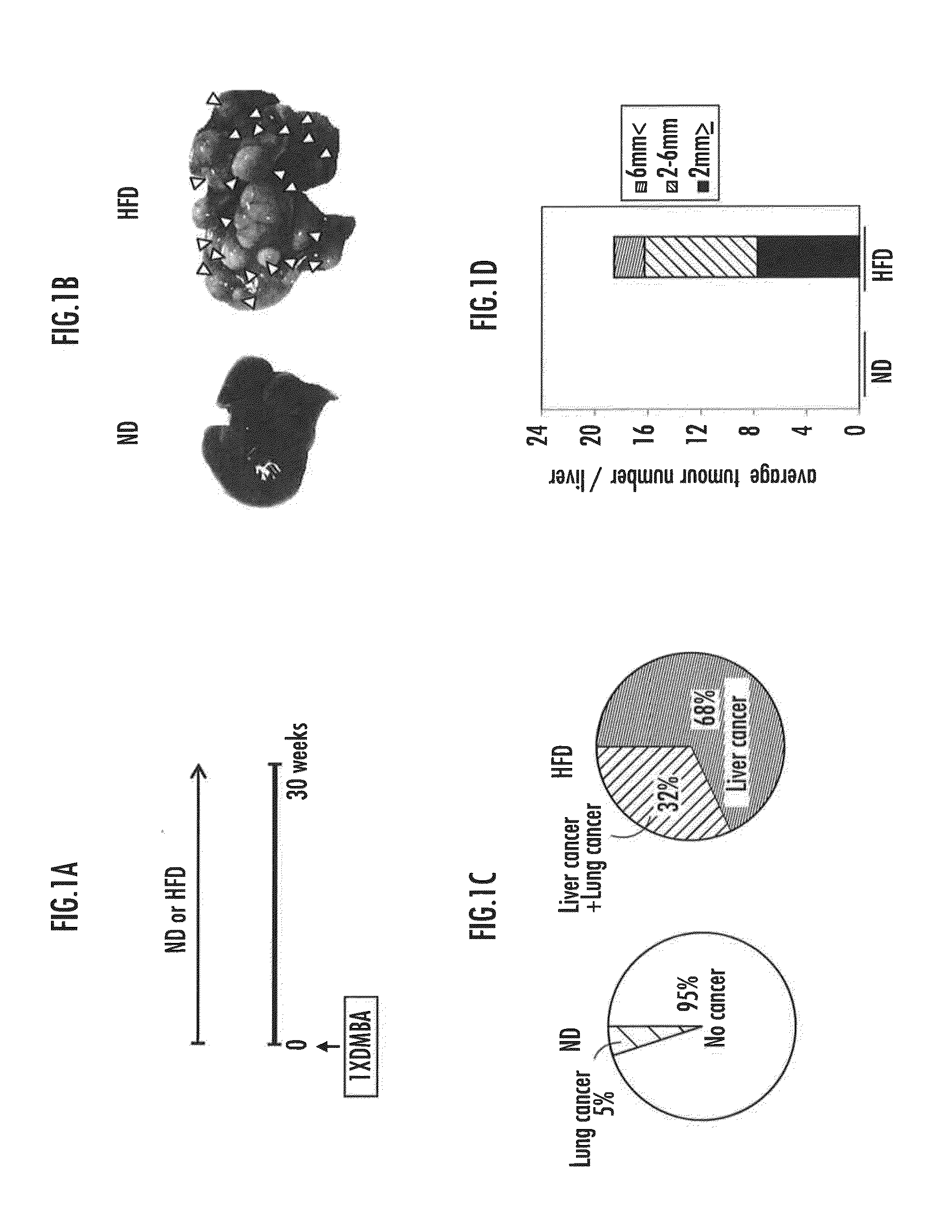 Method for examination of carcinogenic risk