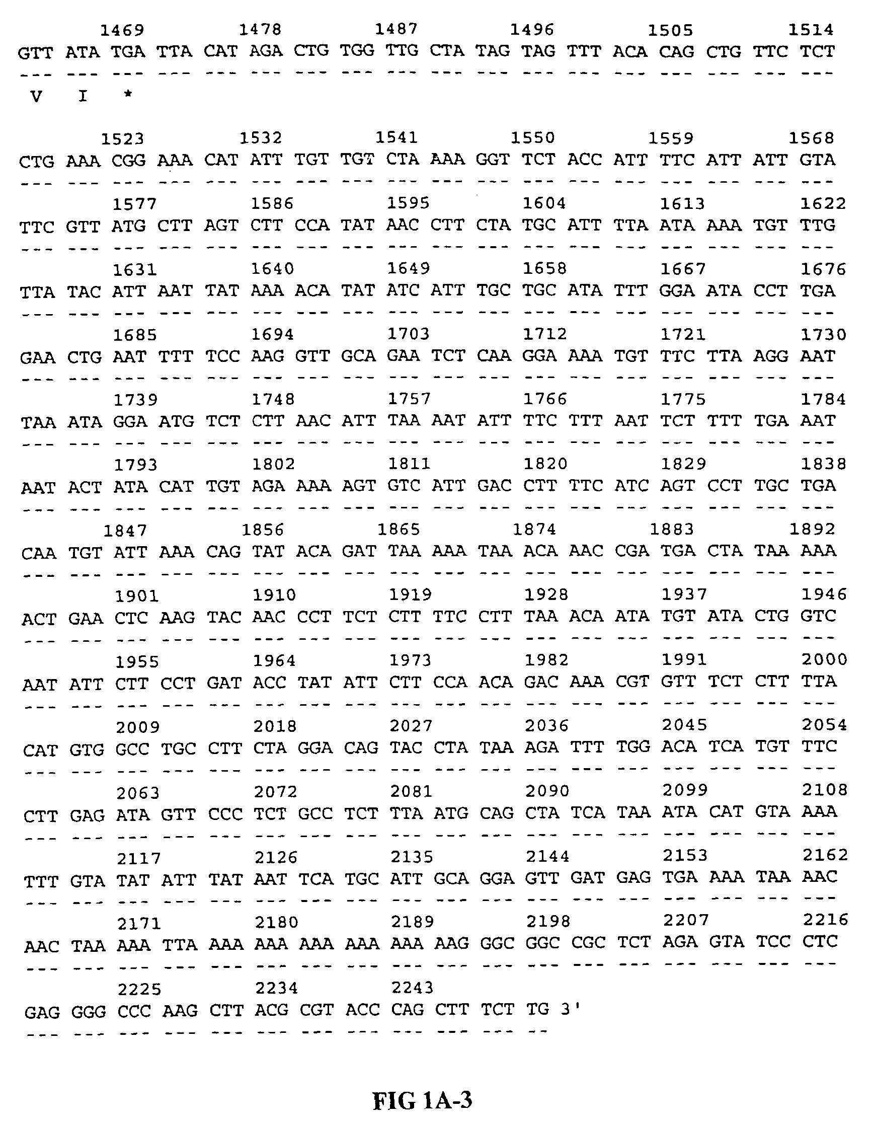 Gene expressed in prostate cancer