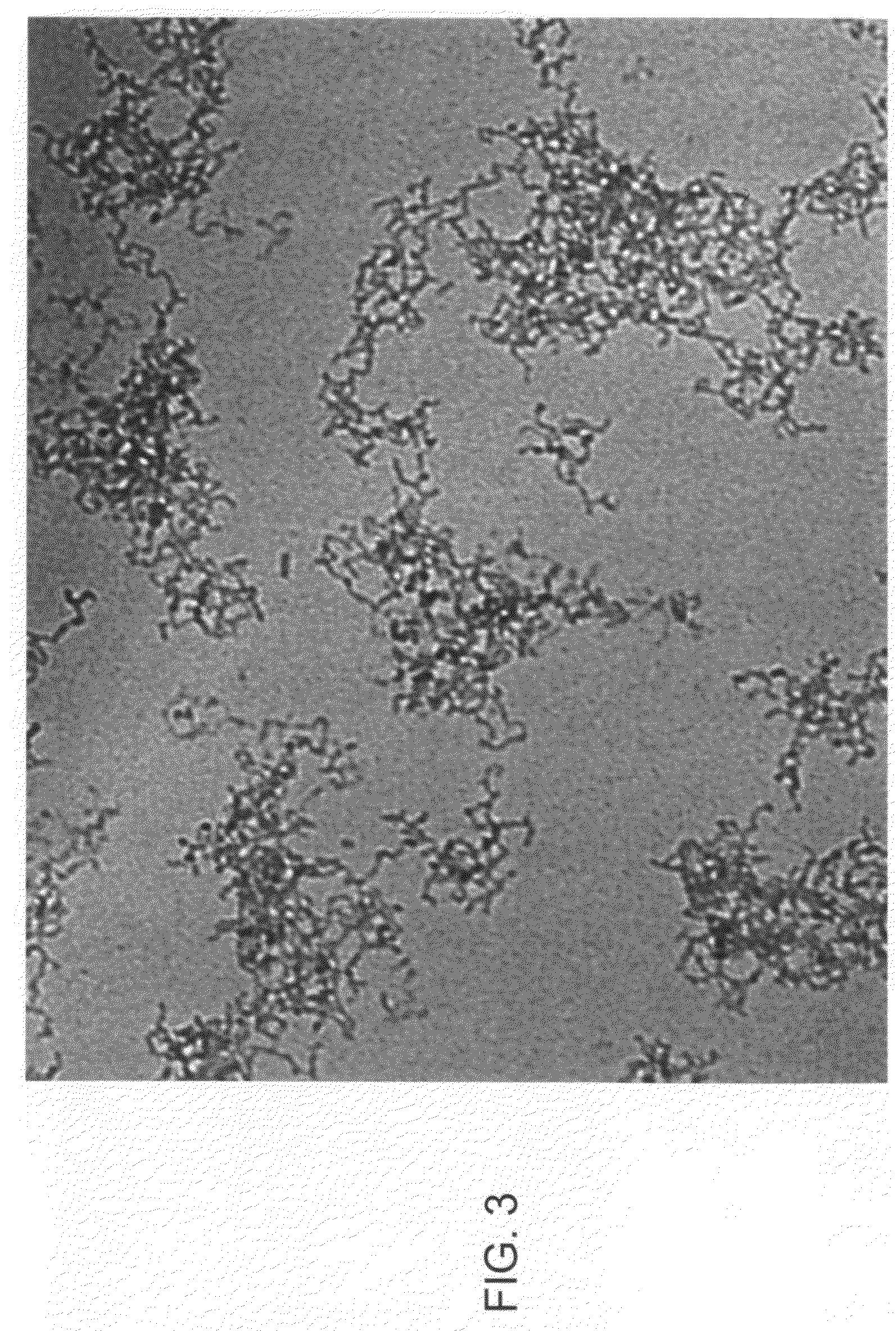 Colloidal silica for semiconductor wafer polishing and production method thereof