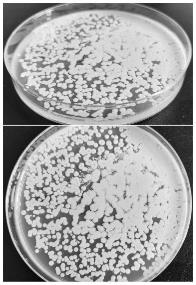 Bacillus cereus and use thereof