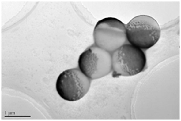 A kind of electrochemical immunosensor based on janus particle and its preparation method and application