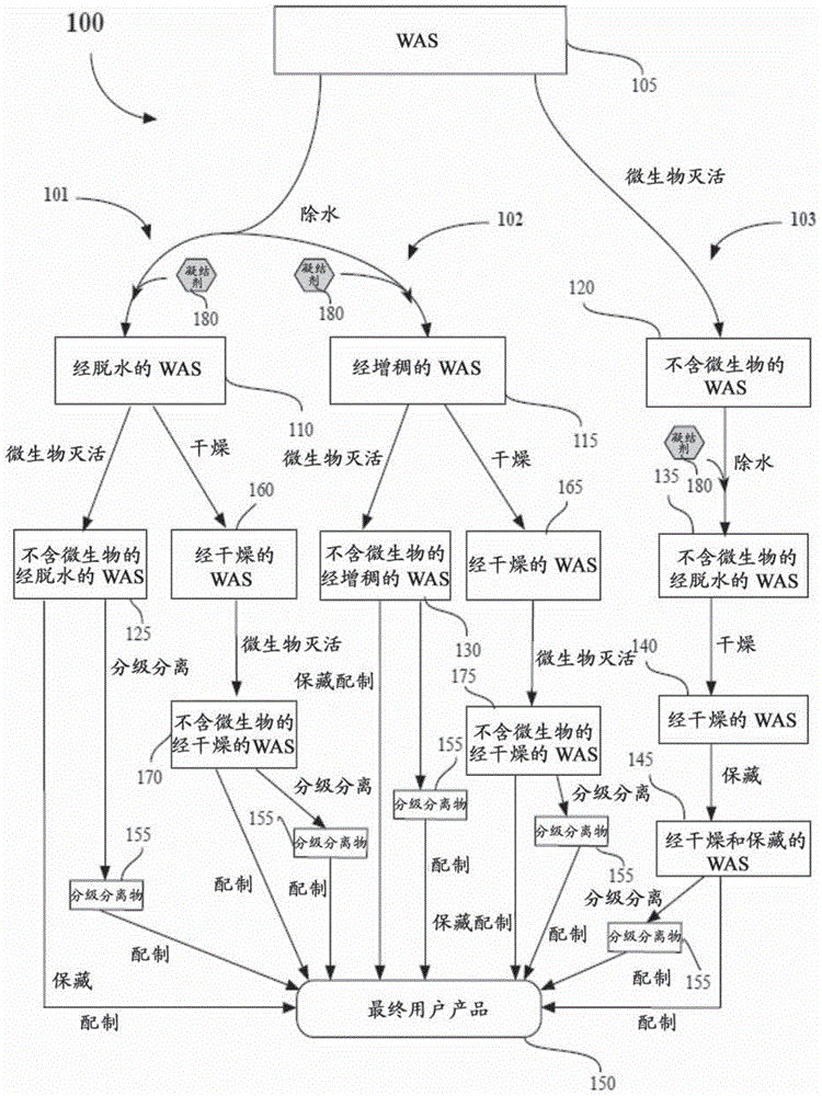 Methods of processing waste activated sludge