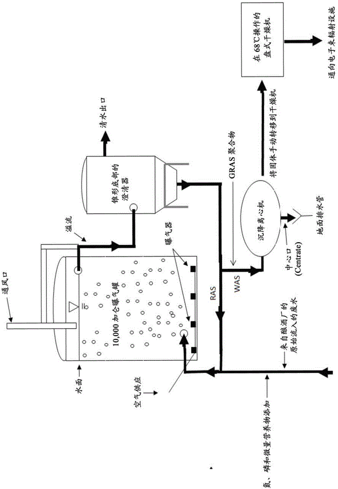 Methods of processing waste activated sludge