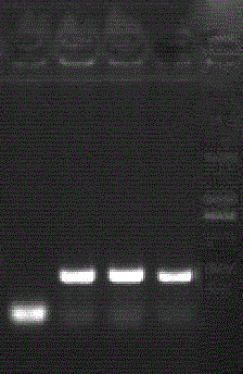 Preparation method for spider neurotoxin TX4(6-1) recombinant protein