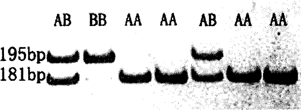 Molecular signing method for predicting and identifying chicken body fat character