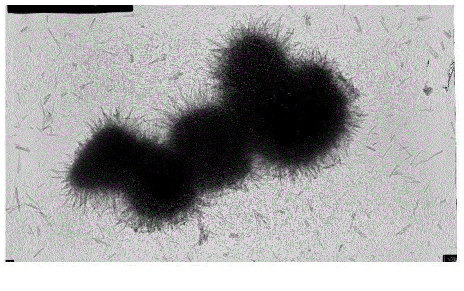 Preparation method of sea urchin-like Ni/Co composite basic carbonate