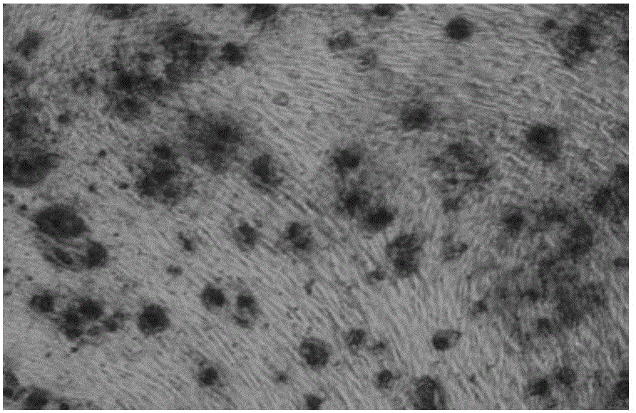 Kit for verifying adipose-derived stem cells