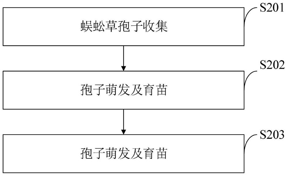 Soil for rapidly cultivating pteris vittata, cultivating method and application