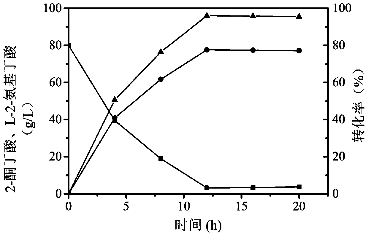 Leucine dehydrogenase mutant and application thereof