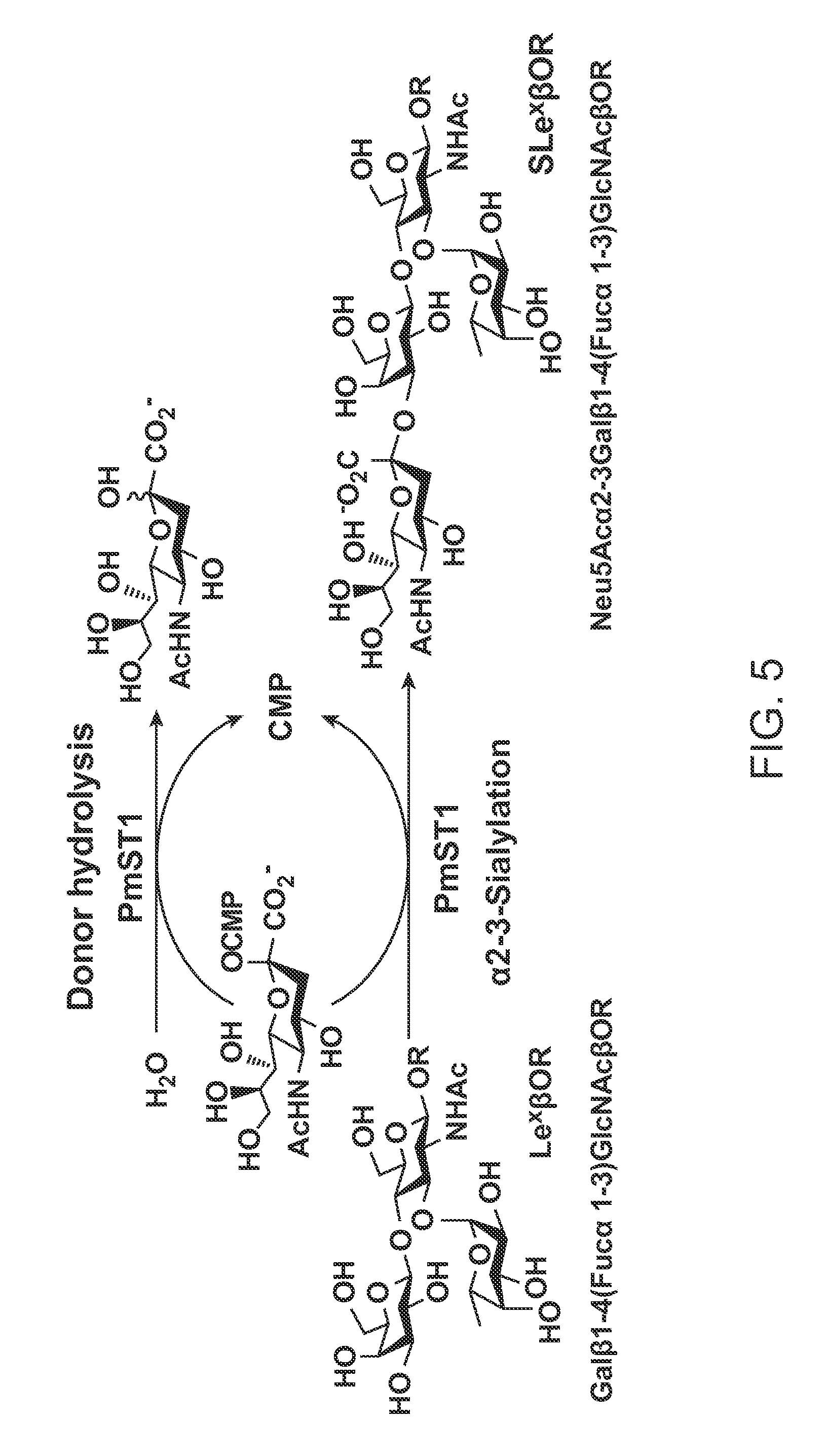 PmST1 mutants for chemoenzymatic synthesis of sialyl lewis X compounds