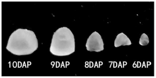 Method of transient expression of exogenous genes by endosperm protoplasts