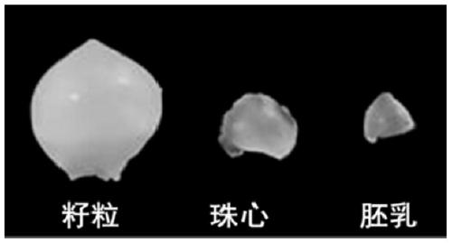 Method of transient expression of exogenous genes by endosperm protoplasts