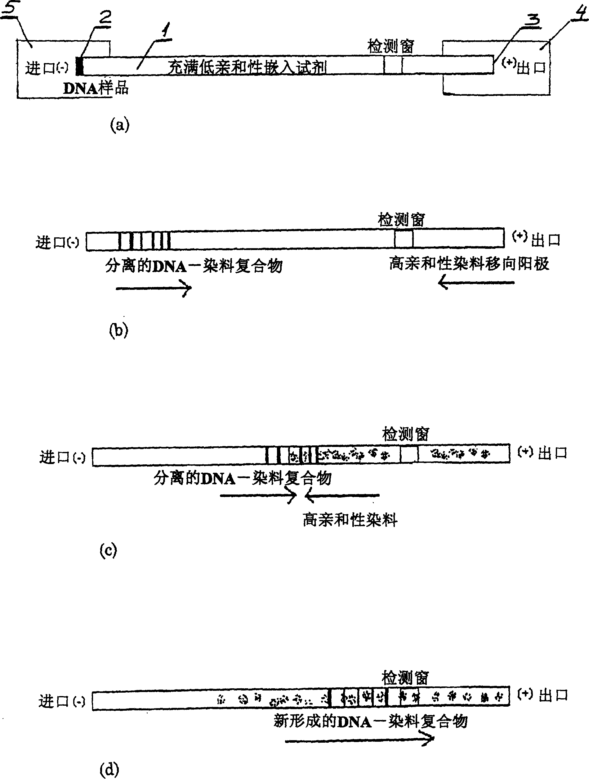 Nucleic acid separation and detection by electrophoresis with a counter-migrating high-affinity intercalating dye