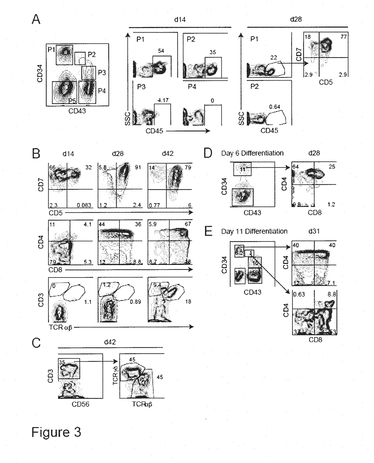 Populations of hematopoietic progenitors and methods of enriching stem cells therefor