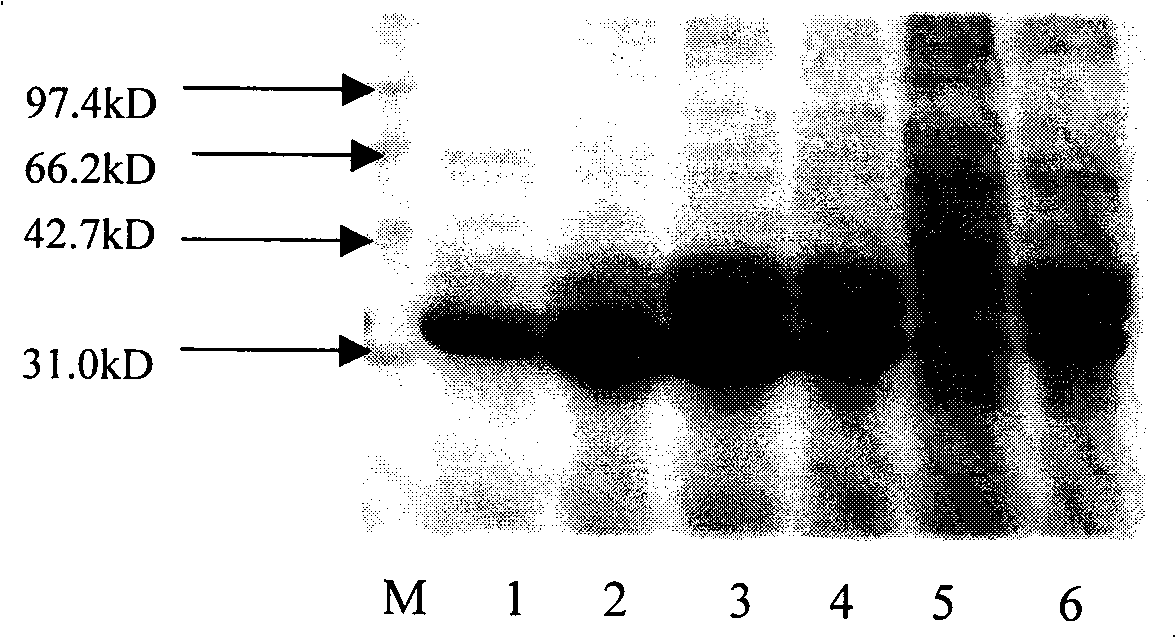 Nitrilase as well as preparation method and application thereof