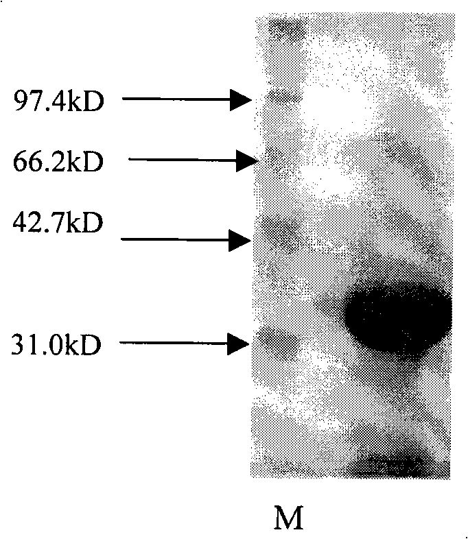 Nitrilase as well as preparation method and application thereof