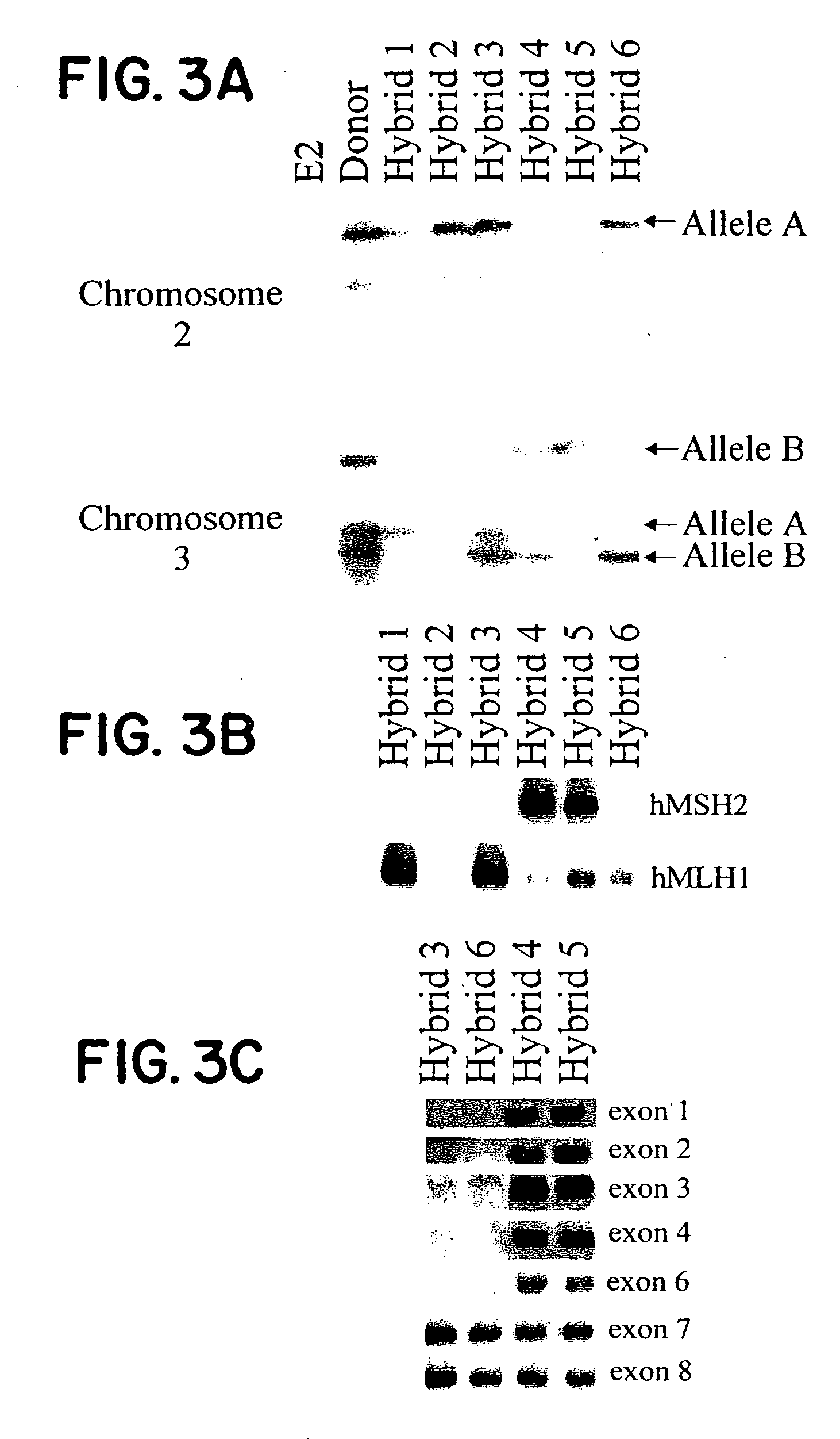 Converting diploidy to haploidy for genetic diagnosis