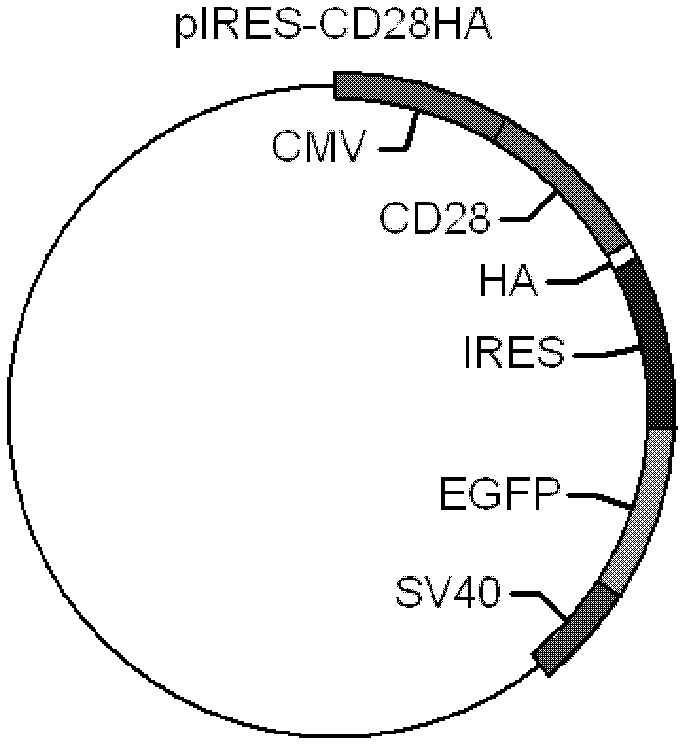 Porcine CD28 receptor and coding gene and application thereof