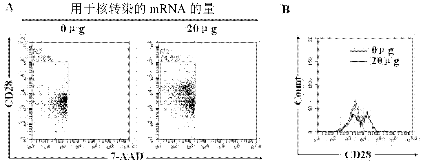 Porcine CD28 receptor and coding gene and application thereof