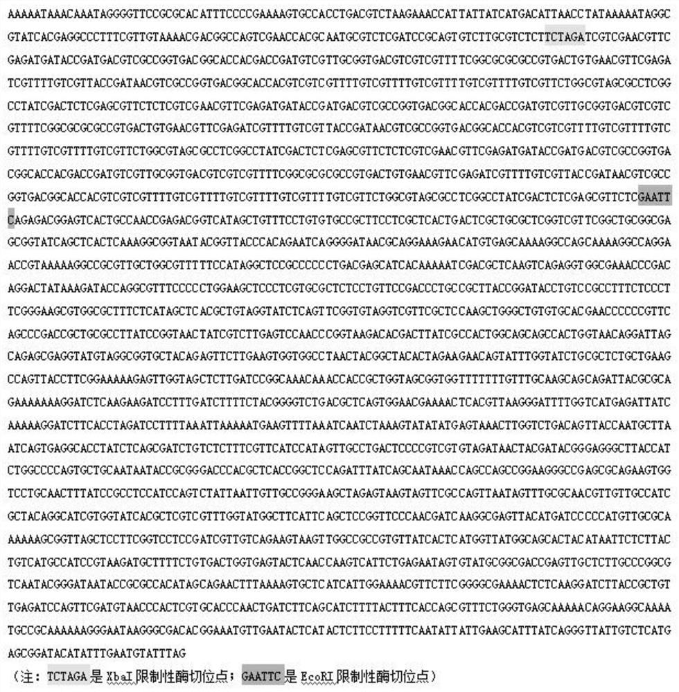 CpG-ODN with specific immunity stimulation function for PRRSV, and application of CpG-ODN