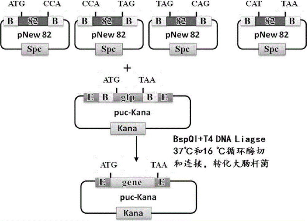 Primer-free gene synthesis method based on plasmid library