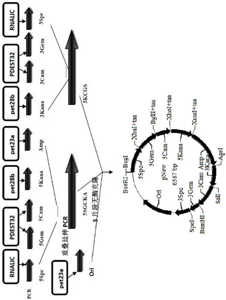 Primer-free gene synthesis method based on plasmid library