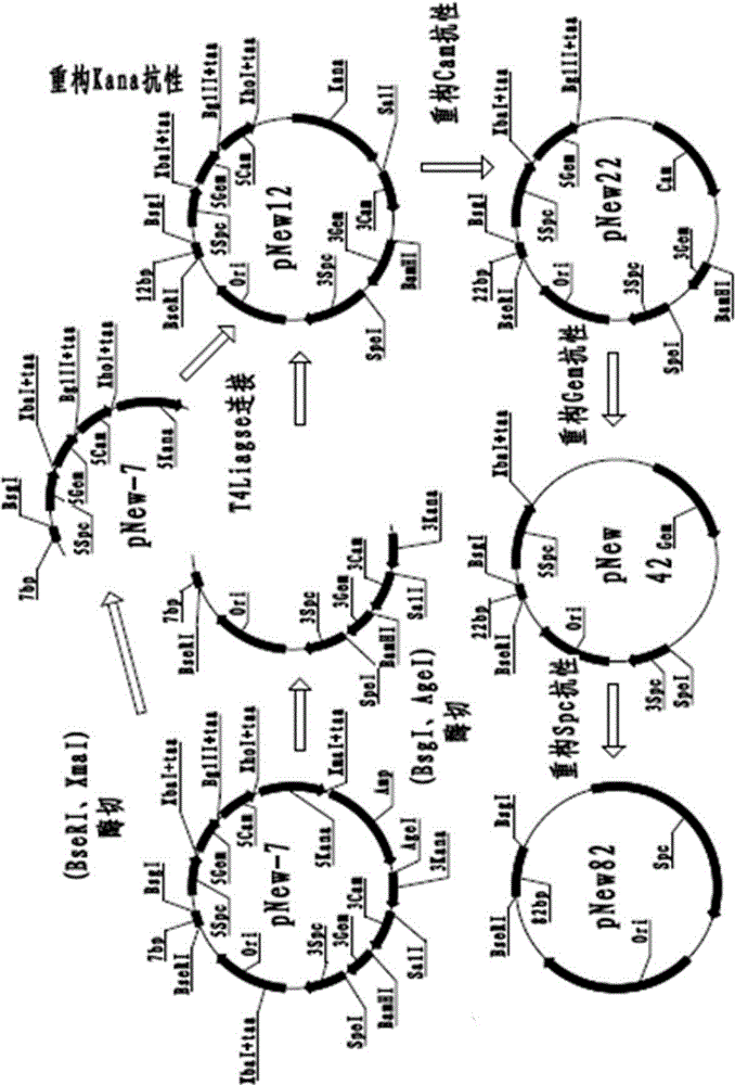 Primer-free gene synthesis method based on plasmid library