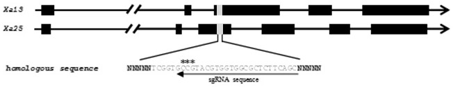 Two gRNA sequences simultaneously targeting genes xa13 and xa25 and efficiently creating resistance to bacterial blight rice