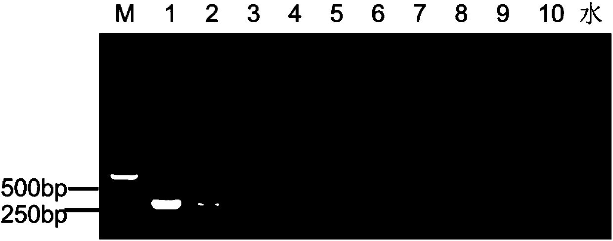 Nucleic acid for rapidly performing typing detection on avian metapneumovirus subgroup with RT-PCR and application of nucleic acid