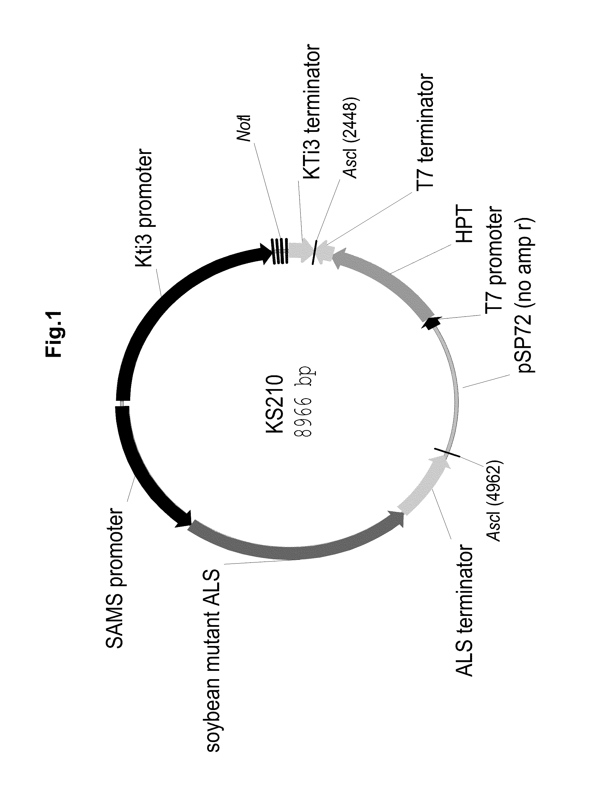 Soy protein products having altered characteristics