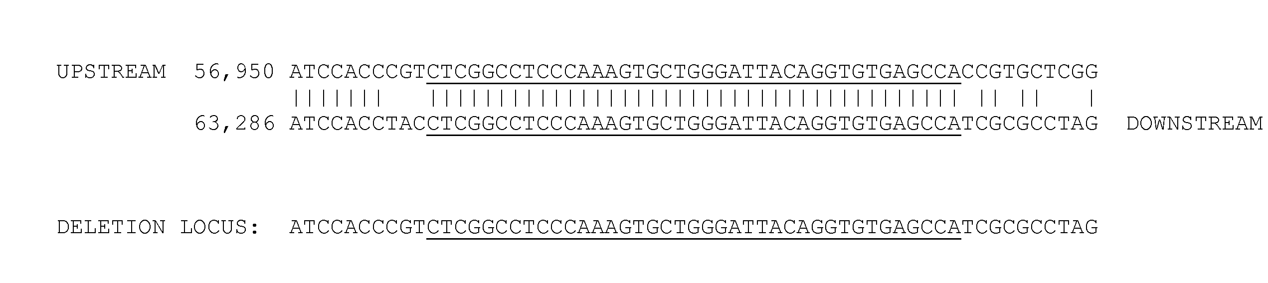 Large deletions in human brca1 gene and use thereof