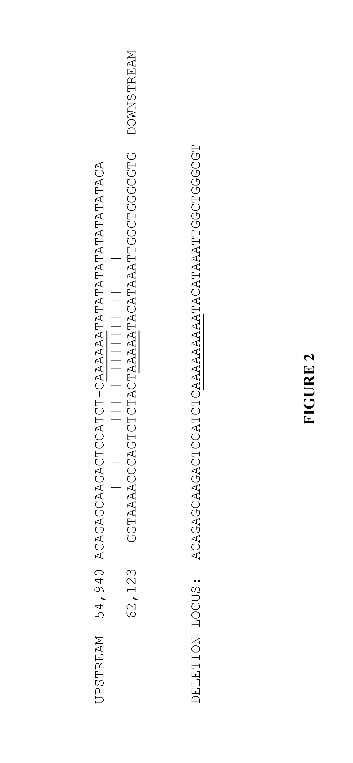 Large deletions in human brca1 gene and use thereof