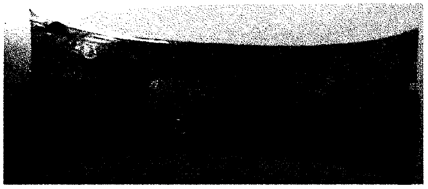 Thin Polarizer, method for manufacturing same, and polarizing plate and display device comprising thin polarizer