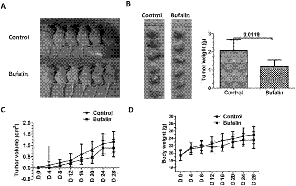 Applications of Bufalin in preparing preparation capable of realizing targeted inhibition on pancreatic cancer stem cells