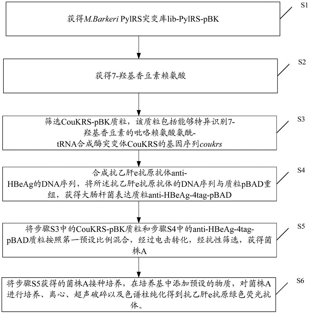 Preparation method of anti-HBeAg (hepatitis B virus e antigen) green fluorescent antibody