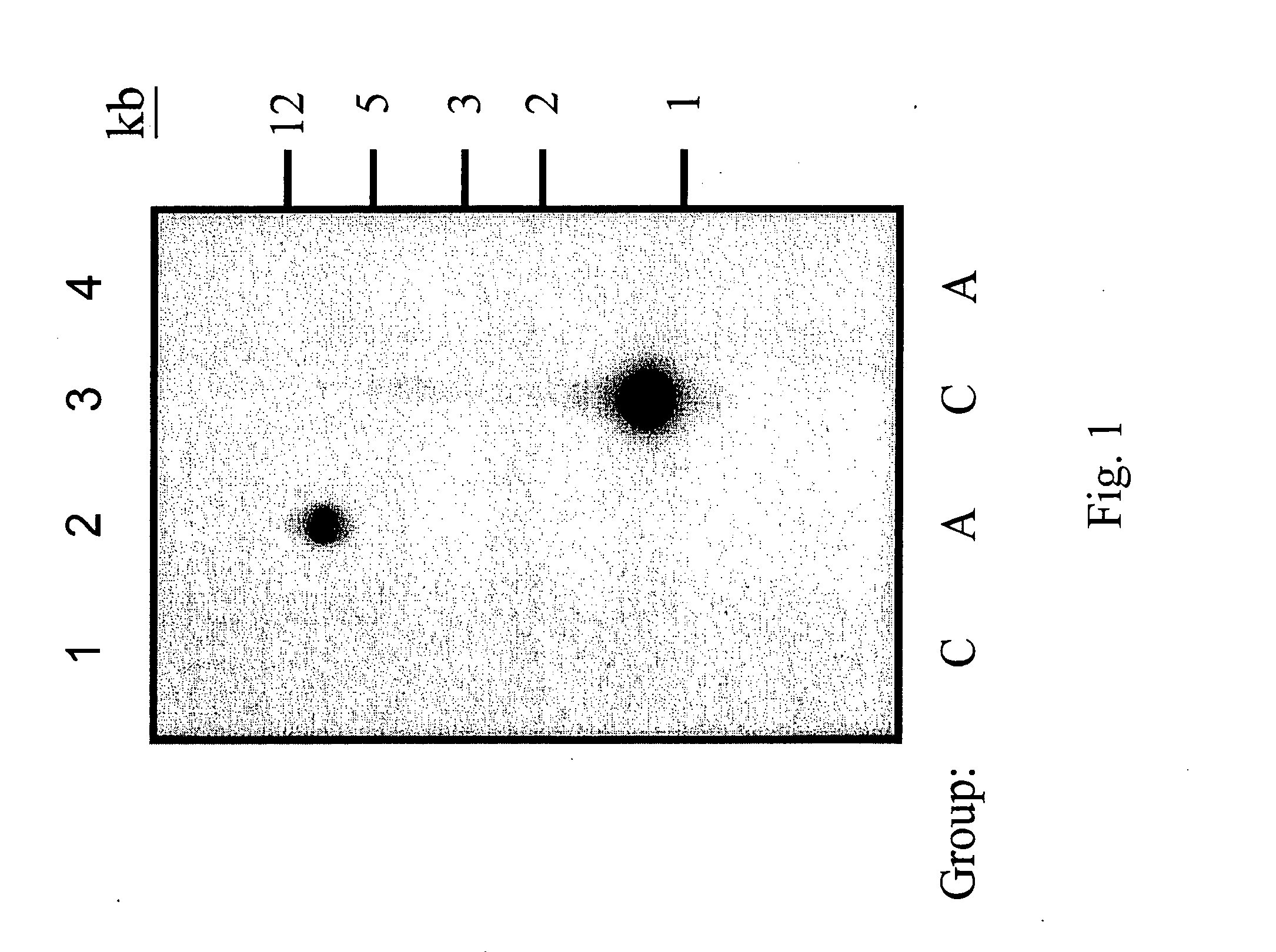 Hyaluronan synthase gene and uses thereof