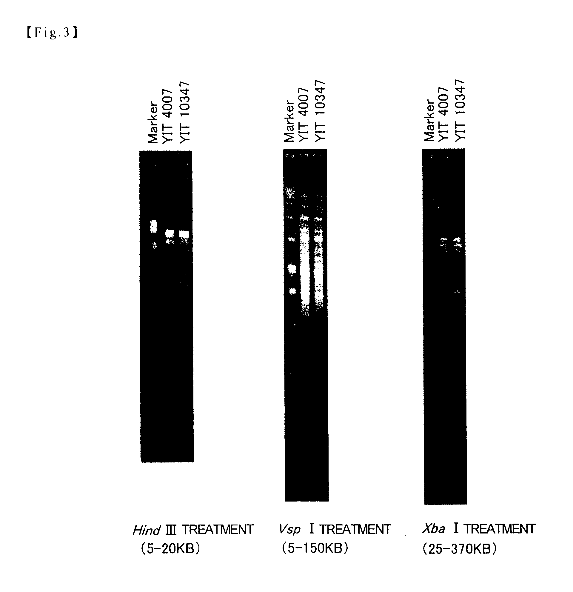 Novel bacterium belonging to the genus bifidobacterium and utilization of the same