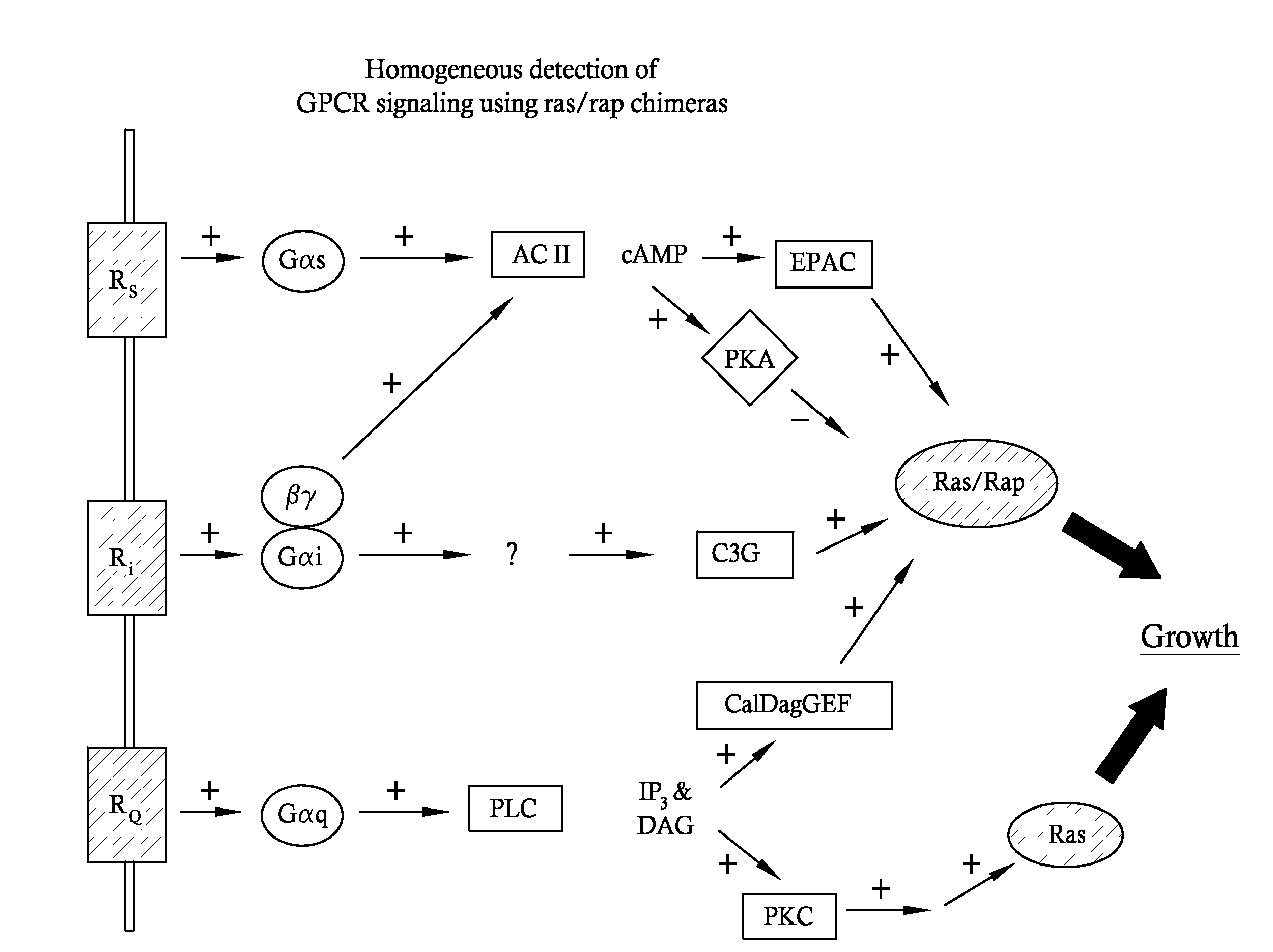 G-protein coupled receptors high-throughput functional assay