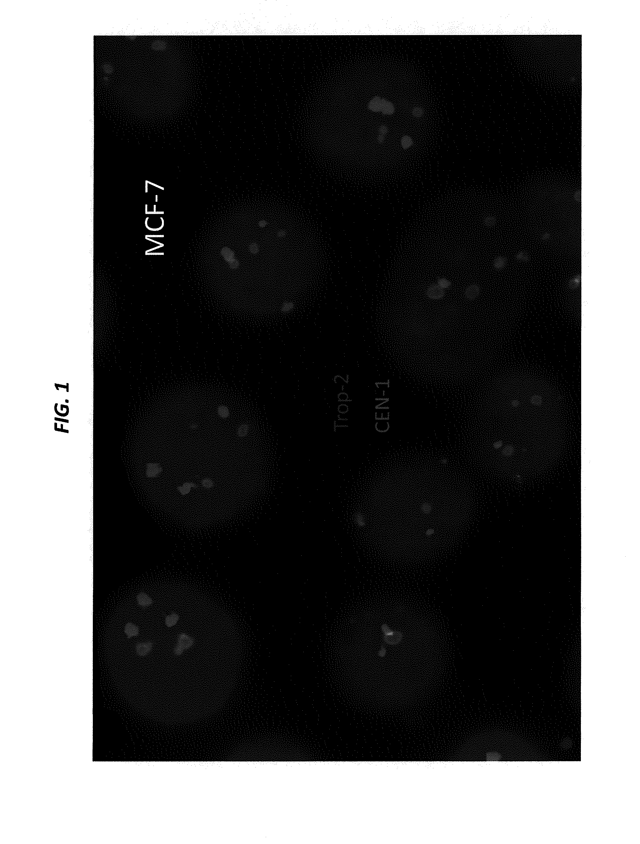 Isolation, detection, diagnosis and/or characterization of circulating trop-2-positive cancer cells