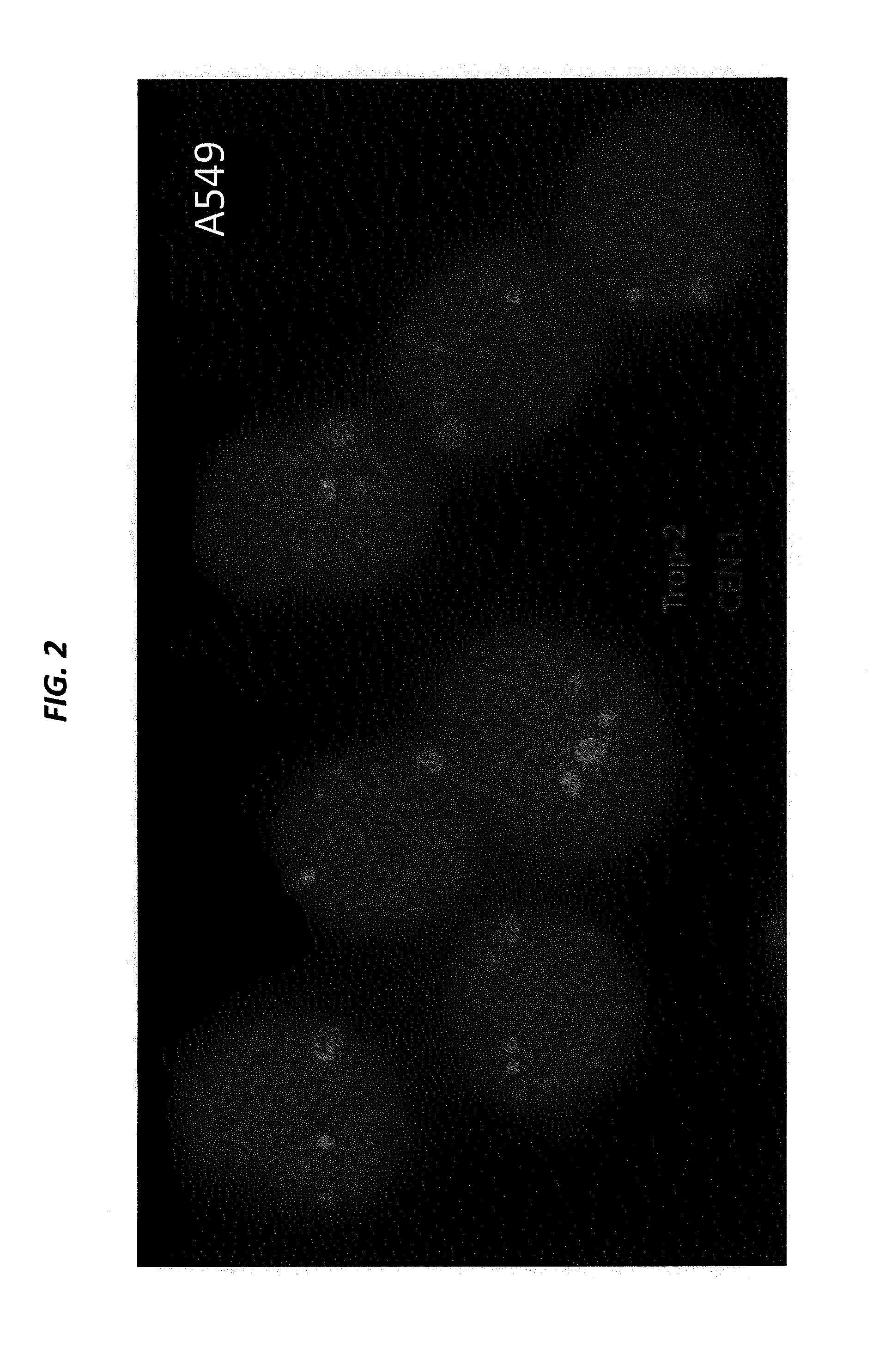 Isolation, detection, diagnosis and/or characterization of circulating trop-2-positive cancer cells