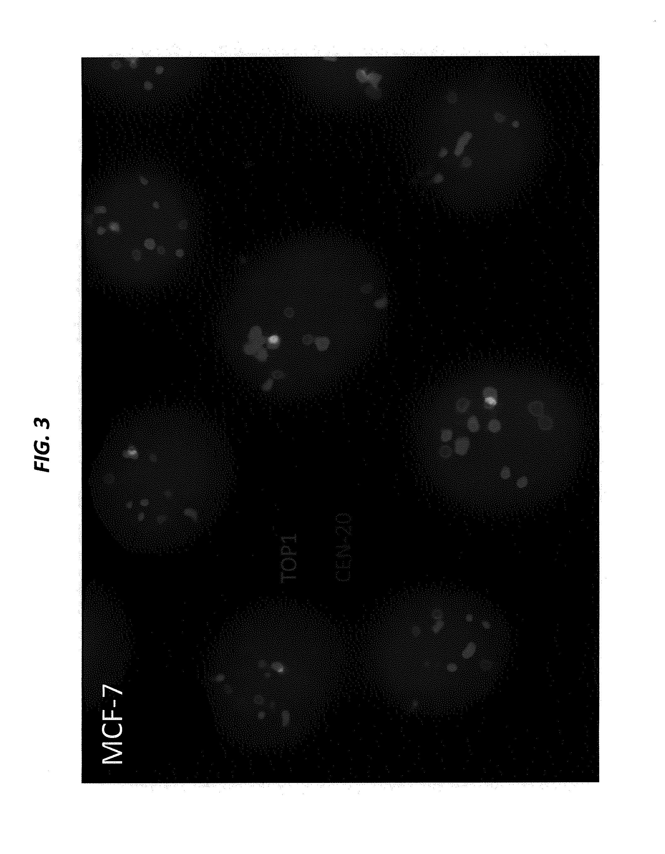 Isolation, detection, diagnosis and/or characterization of circulating trop-2-positive cancer cells