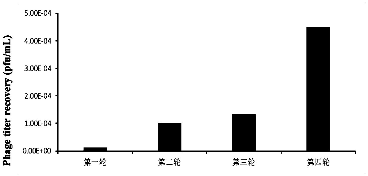 PD-1 targeted blocking peptide and application thereof