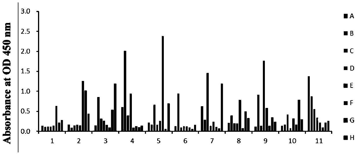 PD-1 targeted blocking peptide and application thereof