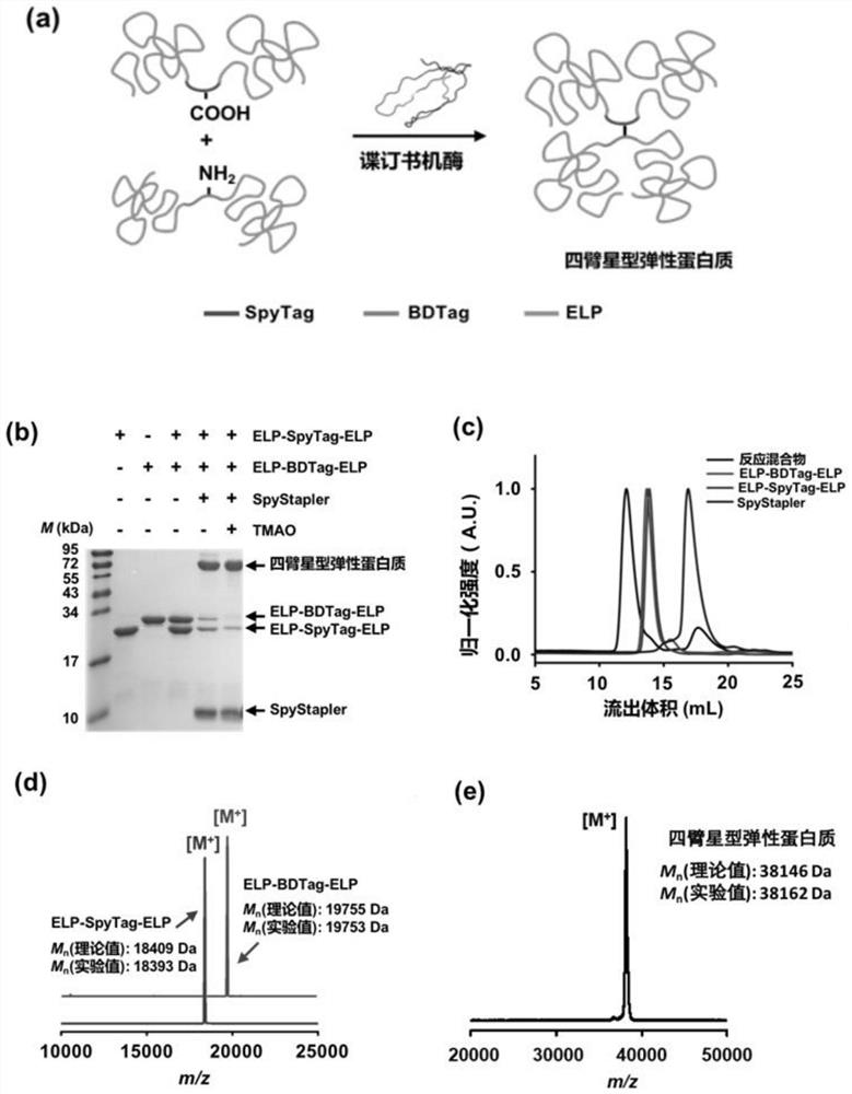 A high-efficiency polypeptide-polypeptide coupling system and method based on disordered protein coupling enzymes