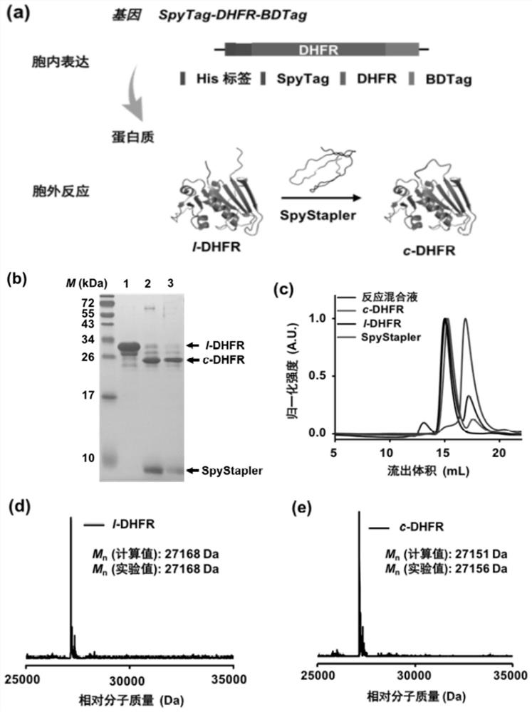 A high-efficiency polypeptide-polypeptide coupling system and method based on disordered protein coupling enzymes