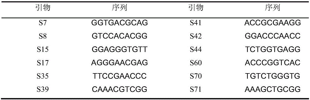 Phellinus linteus strain and breeding method thereof