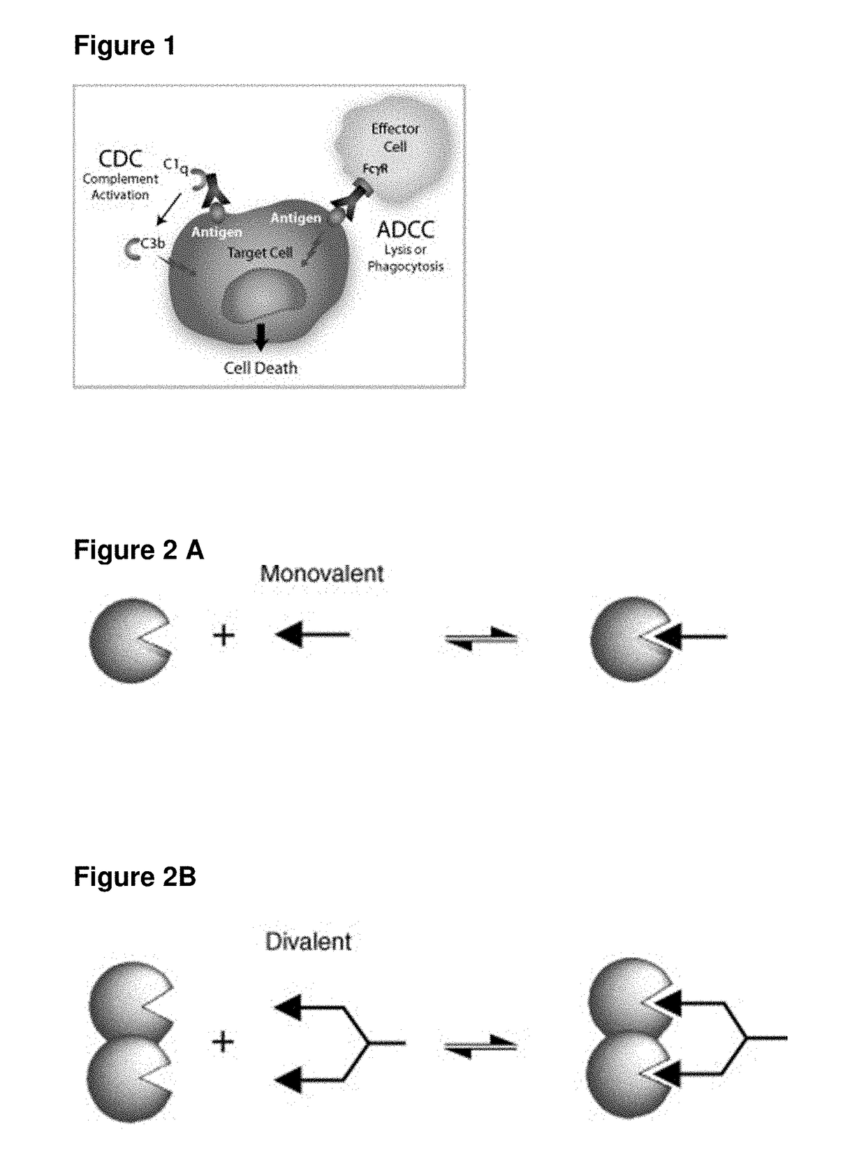 Single-Arm Monovalent Antibody Constructs and Uses Thereof