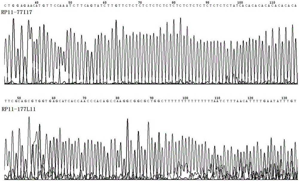 Runx1 gene fragmentation and copy number increase detection kit and preparation method thereof