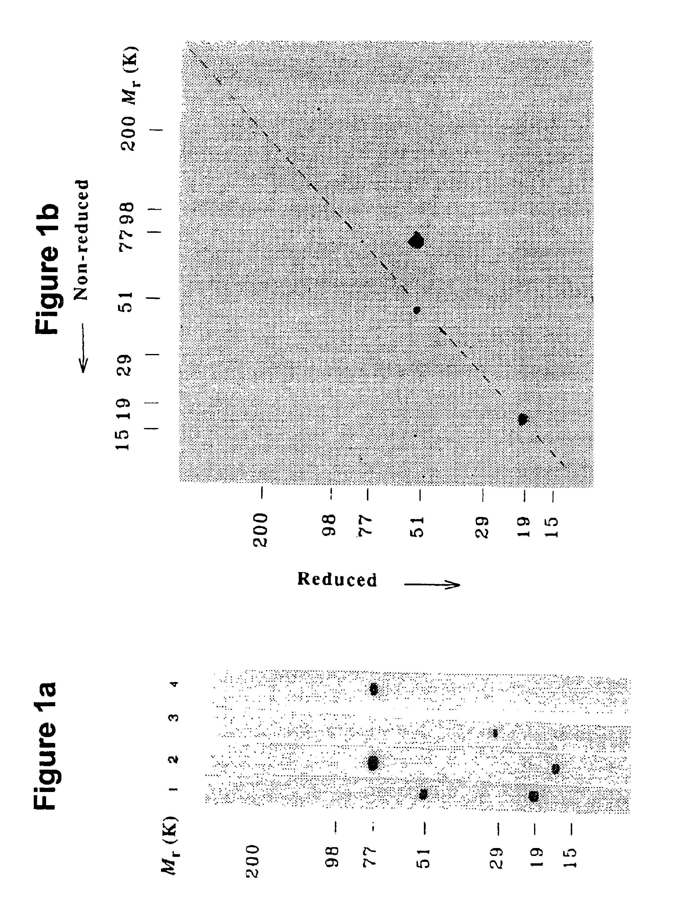 MASP-2, a complement-fixing enzyme, and uses for it